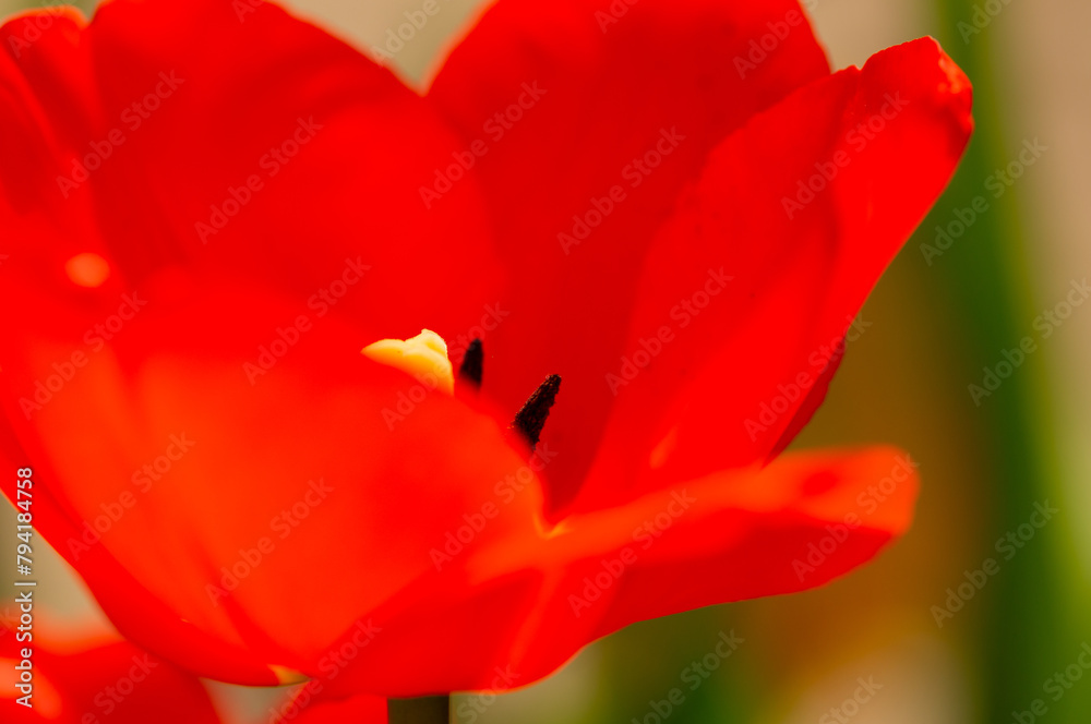 Close-up view of beautiful red tulip flower. Tulip flowers with deep red petals. Close-up view of beautiful red tulip flower. Tulip flowers with deep red petals.