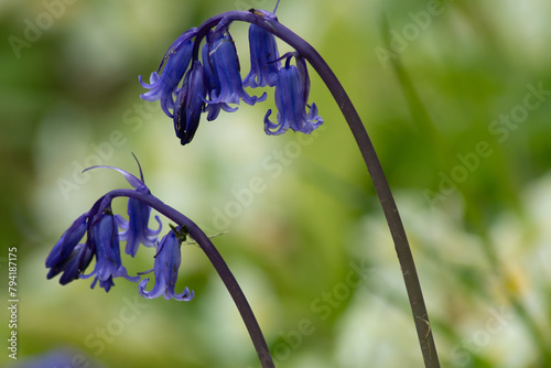 Macro image of English bluebells in a Cornish Garden