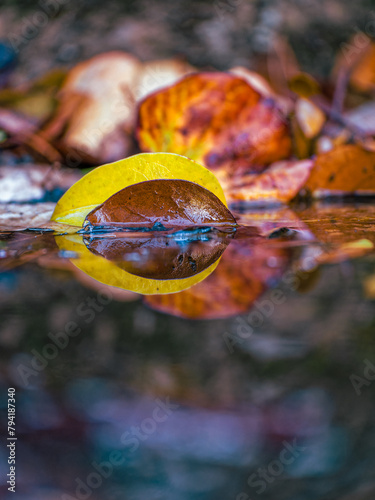 After the Rain. Autumn and winter leaves in various earthy tones are reflected in the water of a small pond....