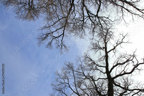 Leafless tree branches silhouette. Natural tree branches silhouette on a blue background. Trees silhouettes on blue sky. Nature background. Leafless tree branches with sky. Copy space
