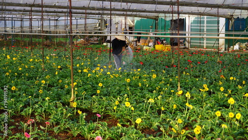 person working in greenhouse with flowers photo