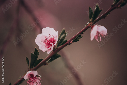 Close-up image of blooming peach branch in Greece. Beautiful pink peach flowers in bloom at sunset in spring