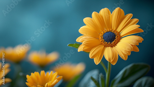 Single yellow flower isolated on a teal background with copy space