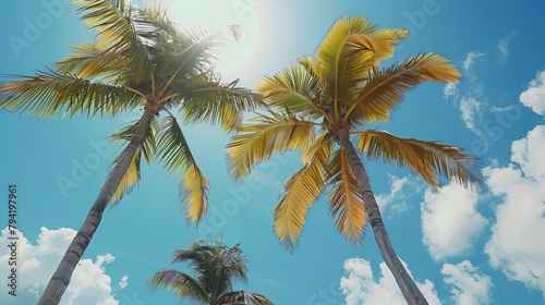 beautiful palm trees in Miami 