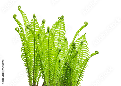 A bunch of fresh growing fern leaves, isolated on a white background.