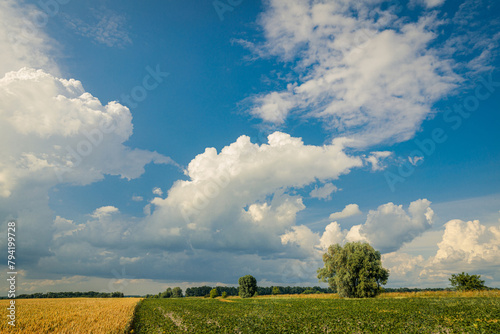 Gorgeous sky with cumulus clouds over summer agricultural field. Beautiful tranquil scenery.