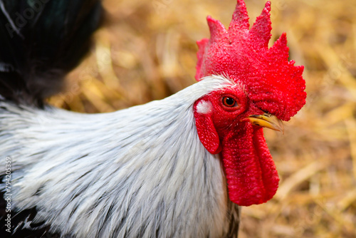 rooster in the farm