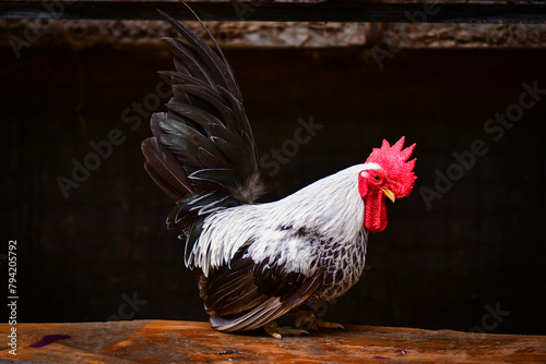 rooster in the farm