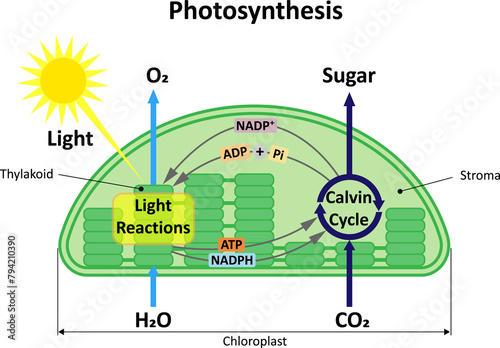 Photosynthesis in a plant. Diagram. photo