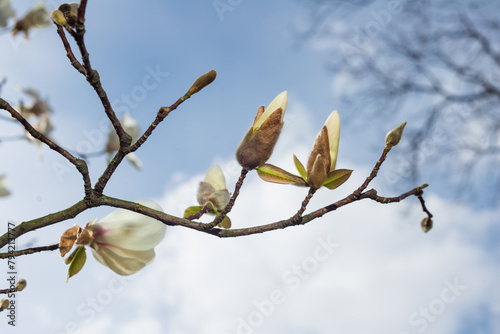 Magnolia kobus buds open under the spring sun in a botanical garden photo