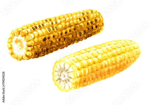 Fresh and grilled sweet corn cob set. Hand drawn watercolor illustration isolated on white background (ID: 794214528)