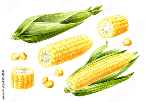 Fresh sweet corn cob and grains set. Hand drawn watercolor illustration isolated on white background (ID: 794214541)