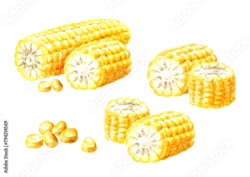 Fresh sweet corn cob set. Hand drawn watercolor illustration isolated on white background (ID: 794214569)