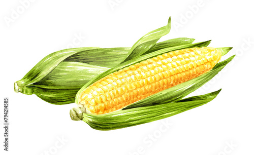 Fresh sweet corn cob. Hand drawn watercolor illustration isolated on white background (ID: 794214585)