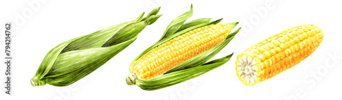 Fresh sweet corn set. Hand drawn watercolor illustration isolated on white background (ID: 794214762)