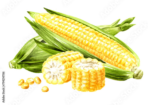 Fresh sweet corn. Hand drawn watercolor illustration isolated on white background (ID: 794214786)