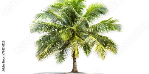 Coconut palm tree isolated on white background 