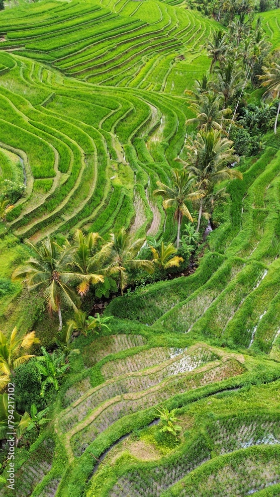 rice fields and wildlife
rice fields and wildlife