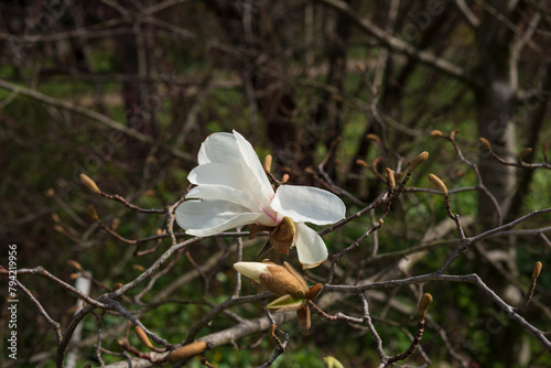 Magnolia kobus buds open under the spring sun in a botanical garden