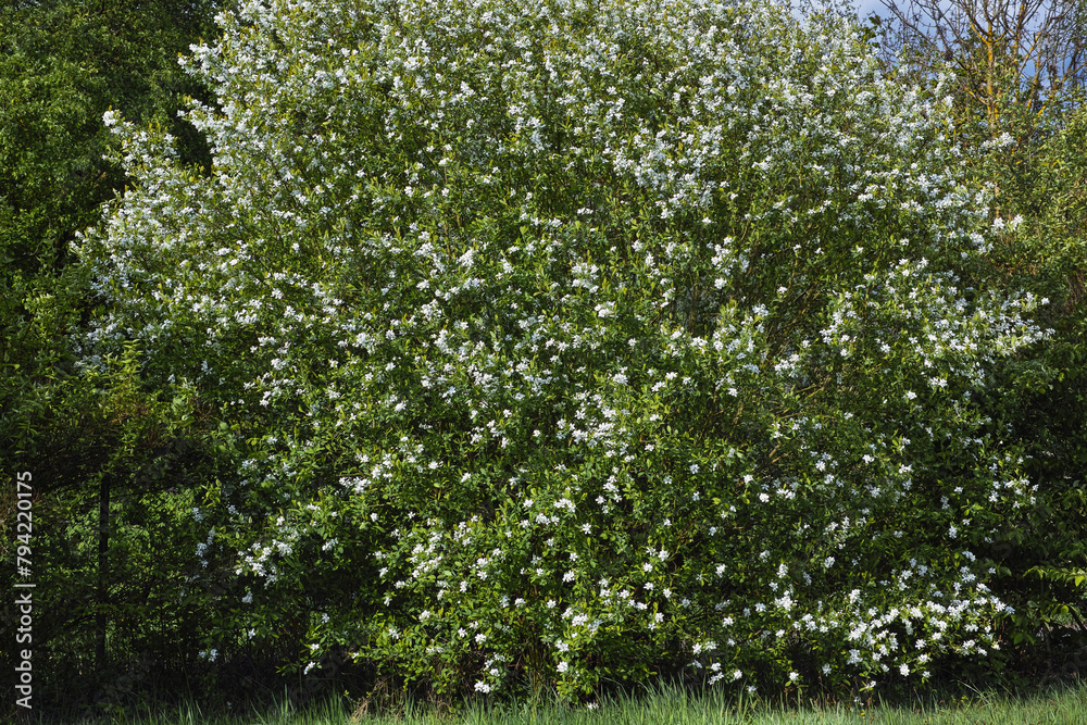 Fototapeta premium Prächtige weiß blühende Büsche im Park und Garten