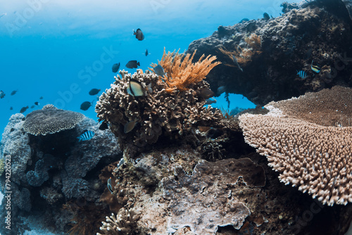 Tropical underwater life with corals and fishes in transparent blue ocean