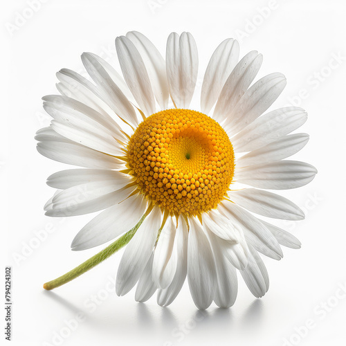 Chamomile officinalis flower isolate on white background. Generative AI 