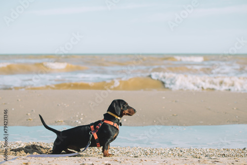 A dachshund dog digs holes on the seashore