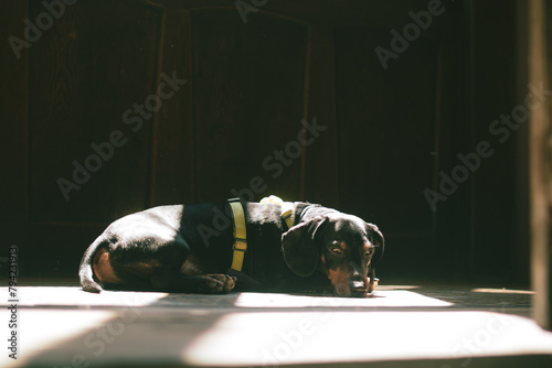 The dachshund lies in the sun