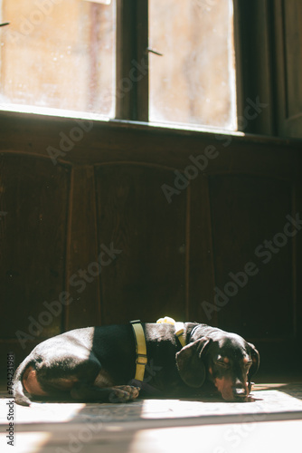 The dachshund lies in the sun