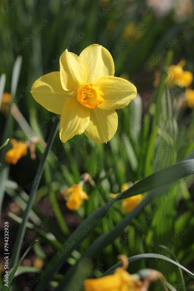 Fototapeta premium daffodils in spring