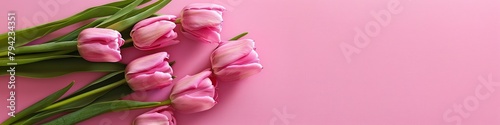 Pink Tulips on Pink Background