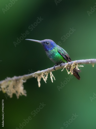 Golden-tailed Sapphire Hummingbird on mossy branch on green background