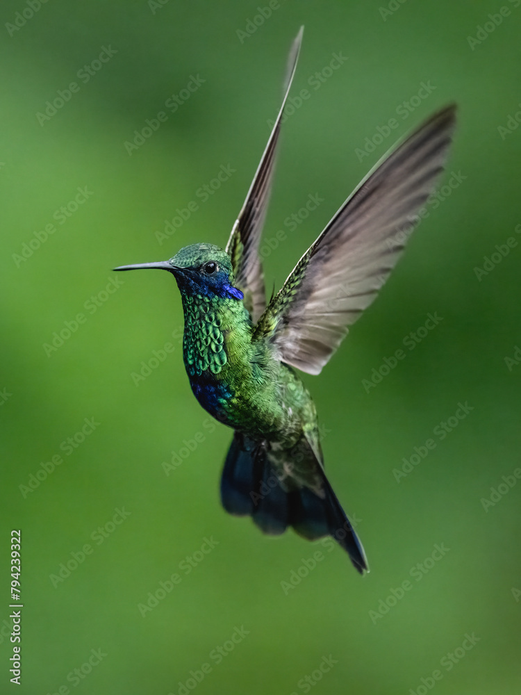 Fototapeta premium Sparkling Violetear Hummingbird in flight on green background