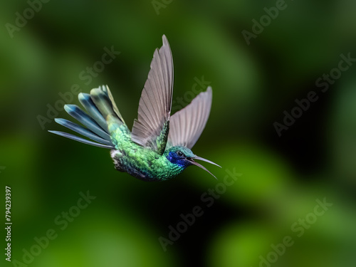 Sparkling Violetear Hummingbird in flight on green background