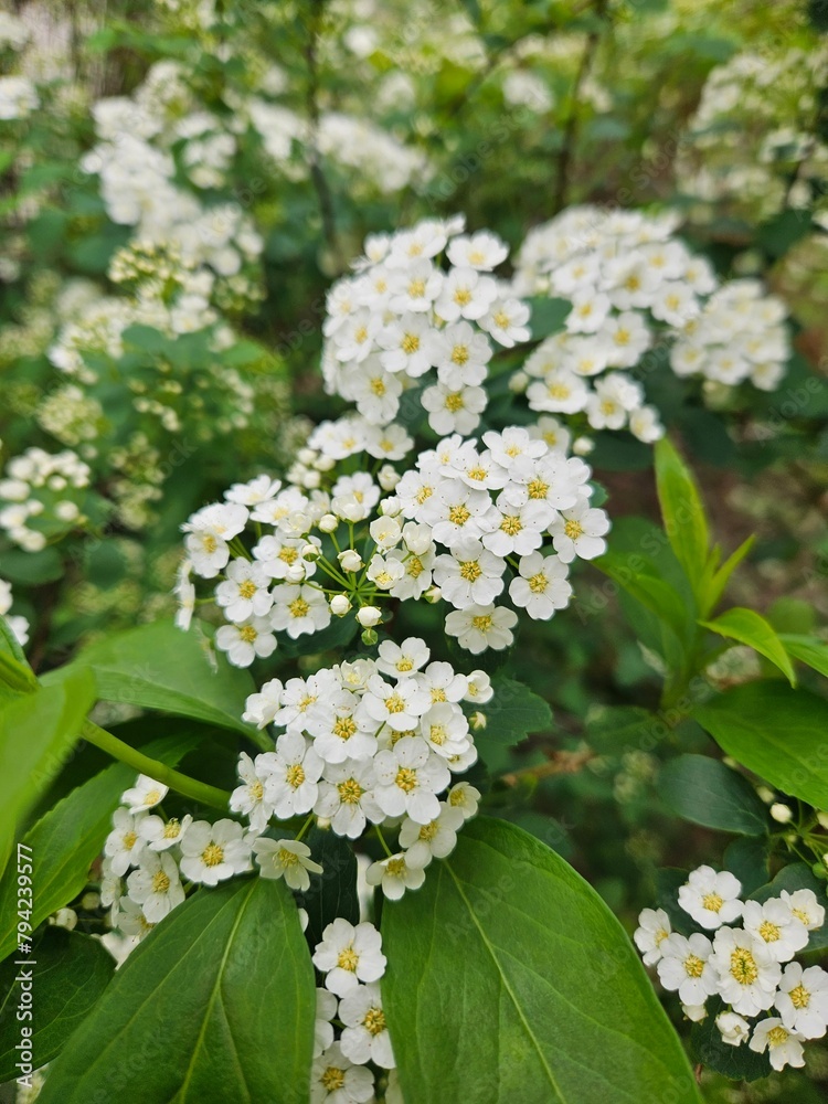 flowers flowers