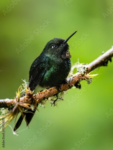 Tourmaline Sunangel  Hummingbird on branch against  green background photo