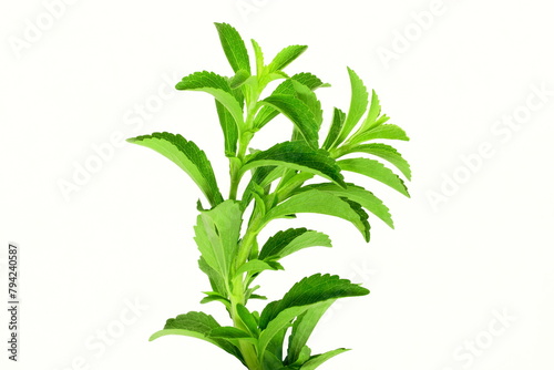 fresh green Stevia rebaudiana herb leaves for health food related concept white background