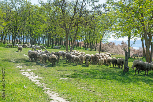 A flock of sheep grazing in a wooded area.