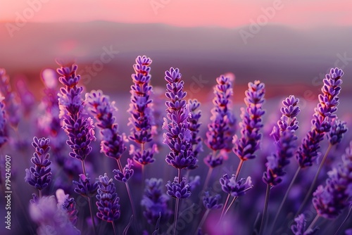 Breathtaking Lavender Field in Magical Realism Landscape Photography