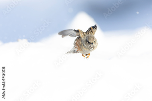 Alpine accentor (Prunella collaris) in flight.