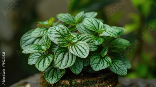 Peperomia pellucida commonly called Sirih cina or ketumpang air leaf is a small shrub typically reaching heights of 15 45 cm photo