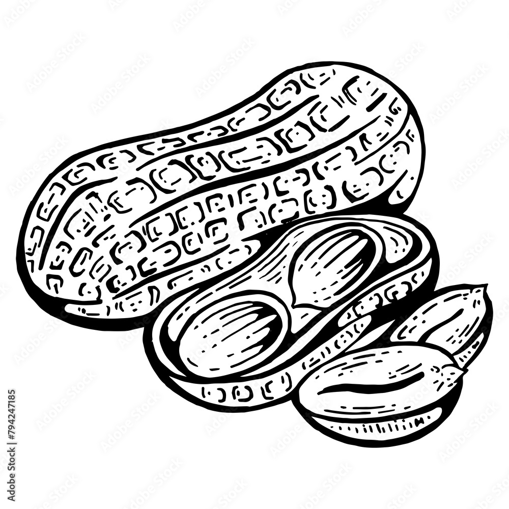 Peanut nut fruit sketch engraving PNG illustration. Scratch board style imitation. Black and white hand drawn image.