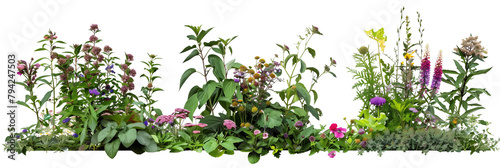 Herbaceous borders featuring a mix of perennials and biennials, each with coordinating flowers and leaves, isolated on transparent background photo
