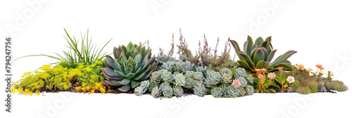 Sustainable flowers bed featuring drought-resistant plants, blending sedums and succulents with native grasses, isolated on transparent background photo