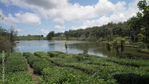 View of Bois Cheri Tea plantation, Savanna District, Mauritius, Indian Ocean, Africa photo
