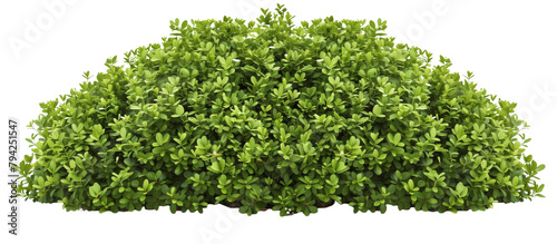 Detailed view of a boxwood bush, meticulously trimmed and shaped for classic garden design, isolated on transparent background