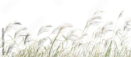 Field of ornamental feather grass, swaying gently in the wind, known for its delicate beauty and silvery plumes, isolated on transparent background photo