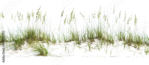 Area of sea oats grass along coastal dunes, playing a crucial role in sand dune stabilization and coastal protection, isolated on tansparent background