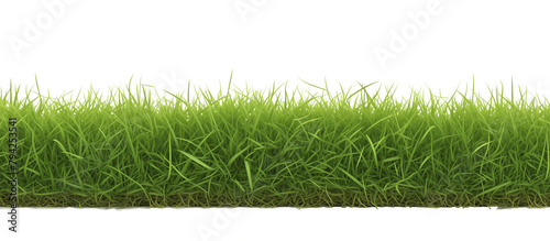 Stretch of zoysia grass, renowned for its carpet-like density and heat tolerance, ideal for warm climates, isolated on transparent background photo