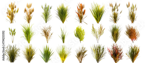 Matrix of sedges displaying various textures and colors, arranged in a geometric grid pattern for a botanical exhibit, isolated on transparent background photo
